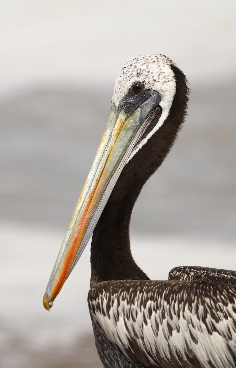Peruvian Pelican - Luke Seitz