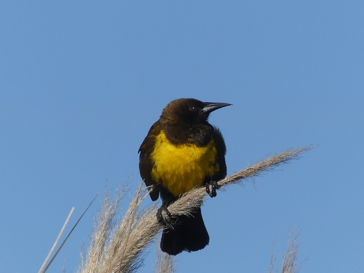 Brown-and-yellow Marshbird - Fernando Vilariño