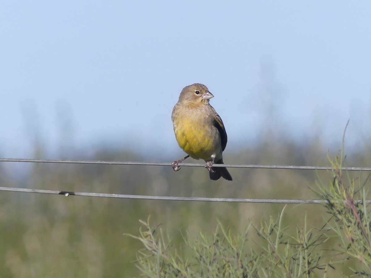 Grassland Yellow-Finch - ML610004002