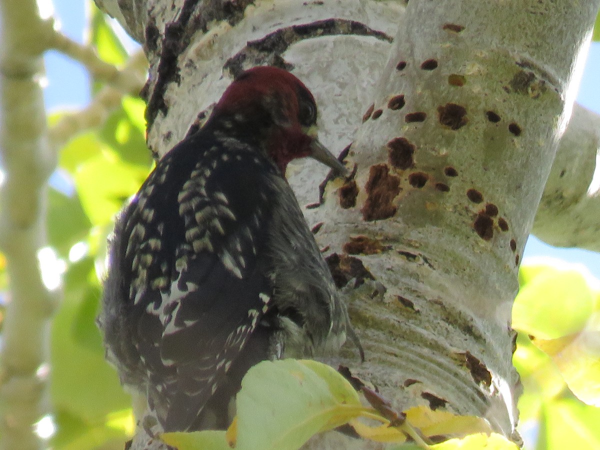 Red-breasted Sapsucker - ML610004379