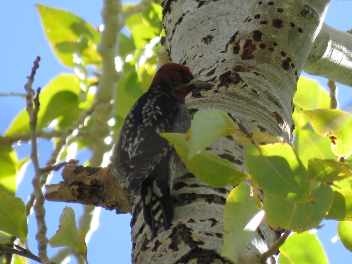 Red-breasted Sapsucker - ML610004389