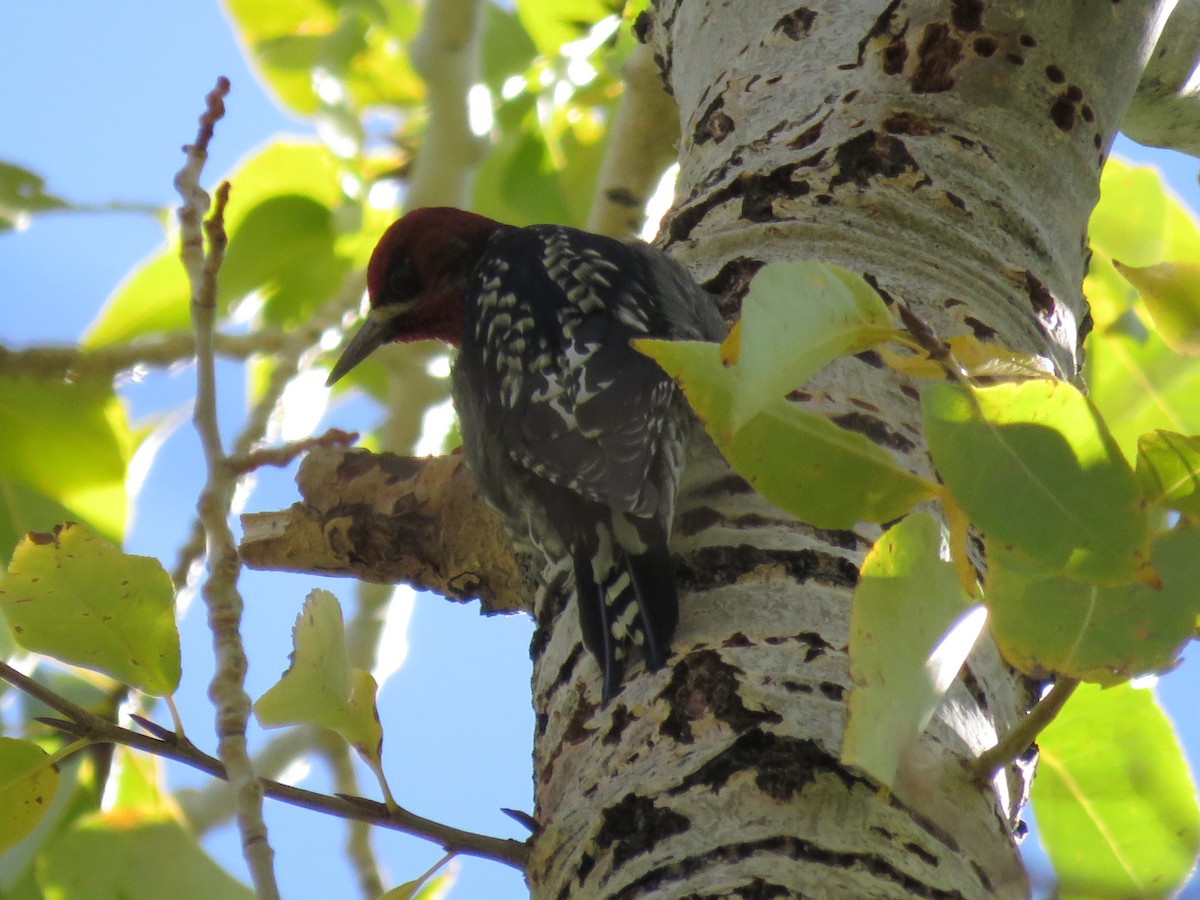 Red-breasted Sapsucker - ML610004428