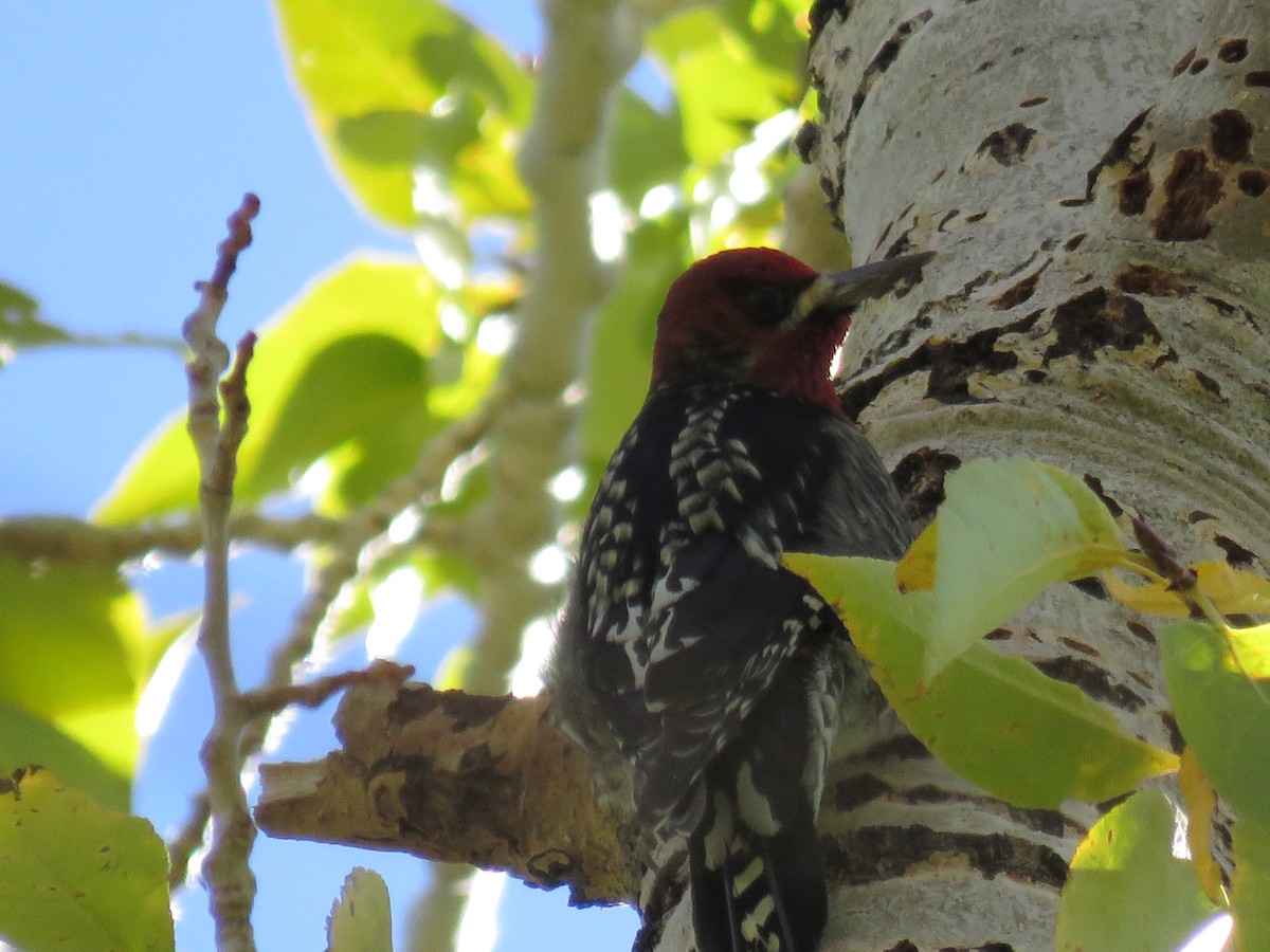 Red-breasted Sapsucker - ML610004474
