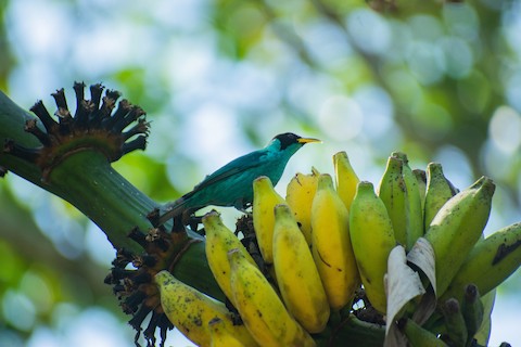 Martinet de Cochinchine - eBird