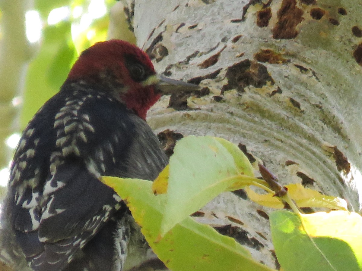 Red-breasted Sapsucker - ML610004496