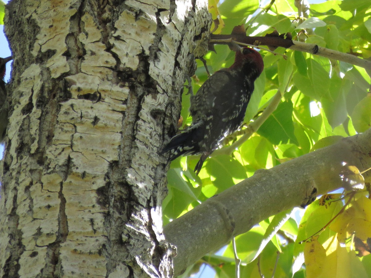 Red-breasted Sapsucker - ML610004719