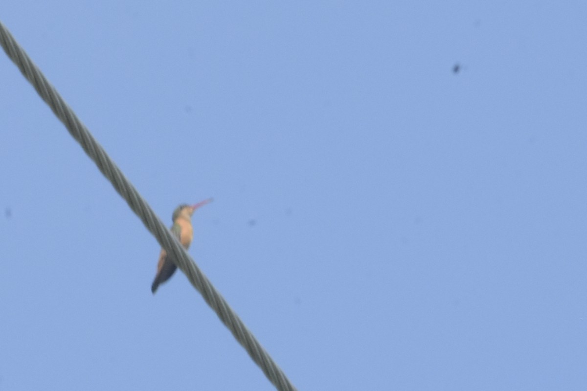kolibřík ryšavý - ML610004738