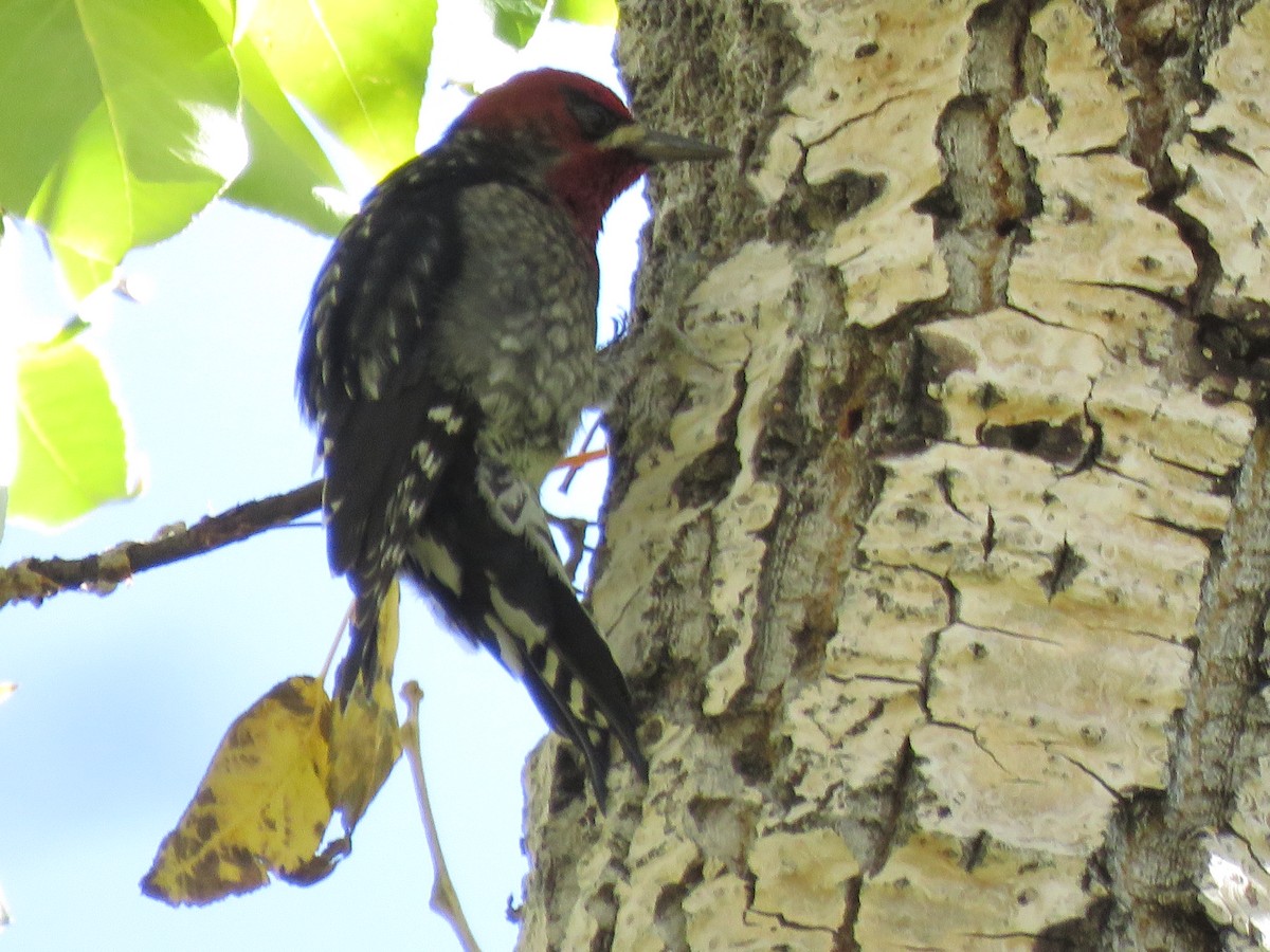 Red-breasted Sapsucker - ML610004761