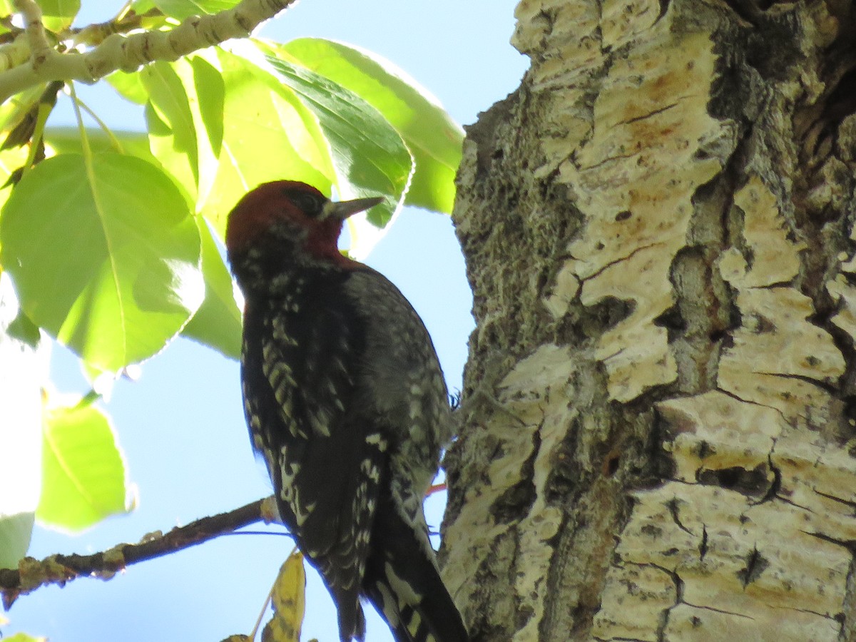 Red-breasted Sapsucker - ML610004827
