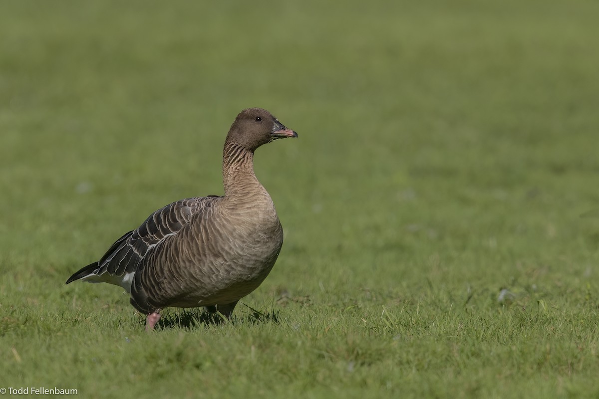 Pink-footed Goose - ML610004864