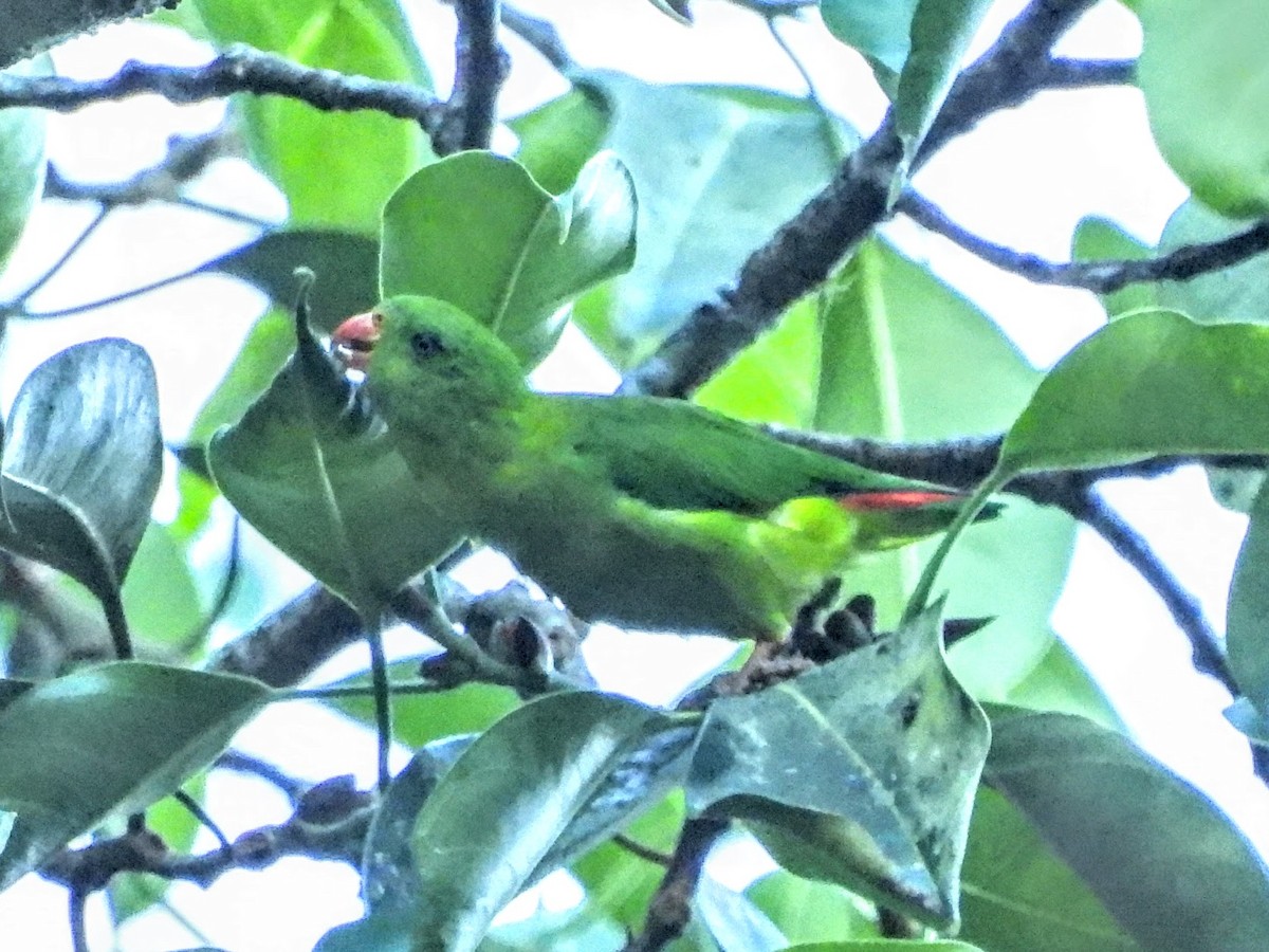 Yellow-throated Hanging-Parrot - ML610005065