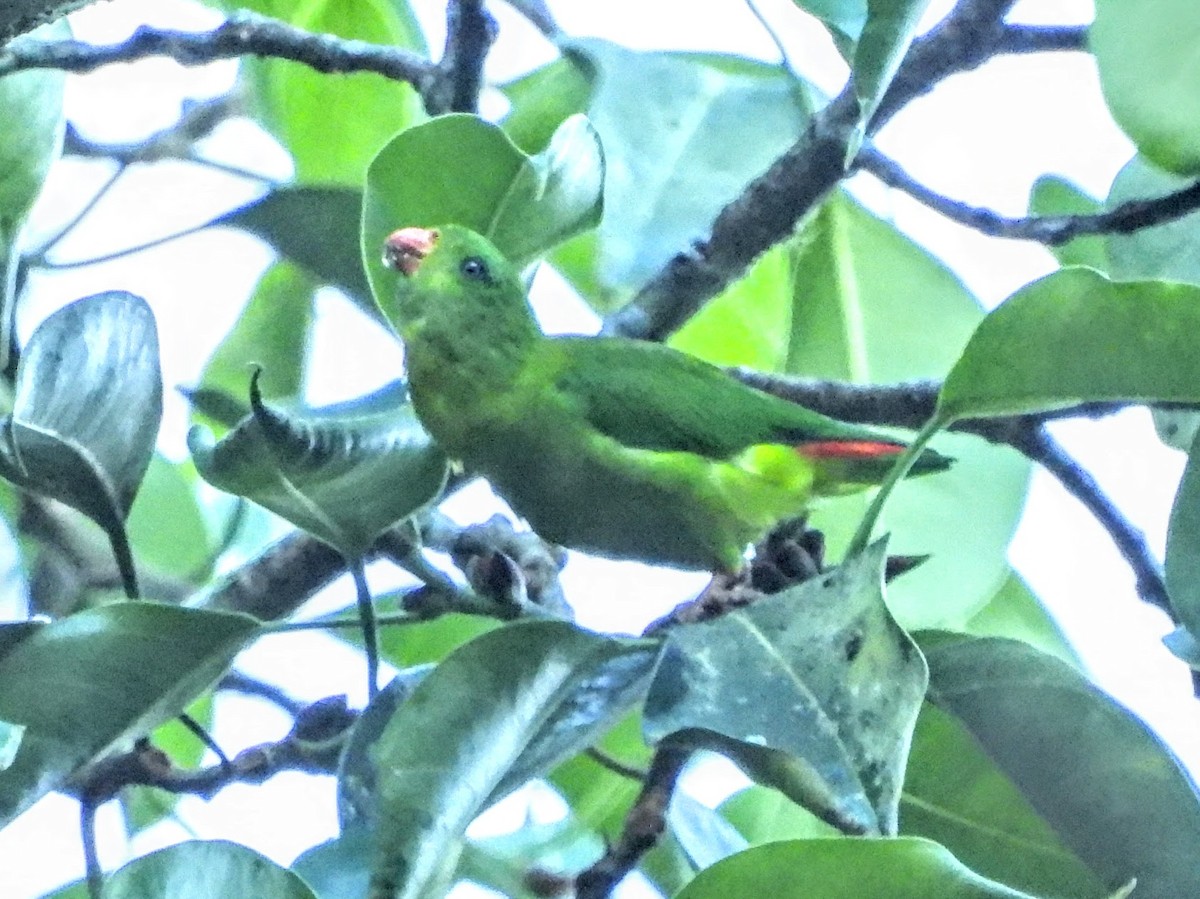 Yellow-throated Hanging-Parrot - ML610005066