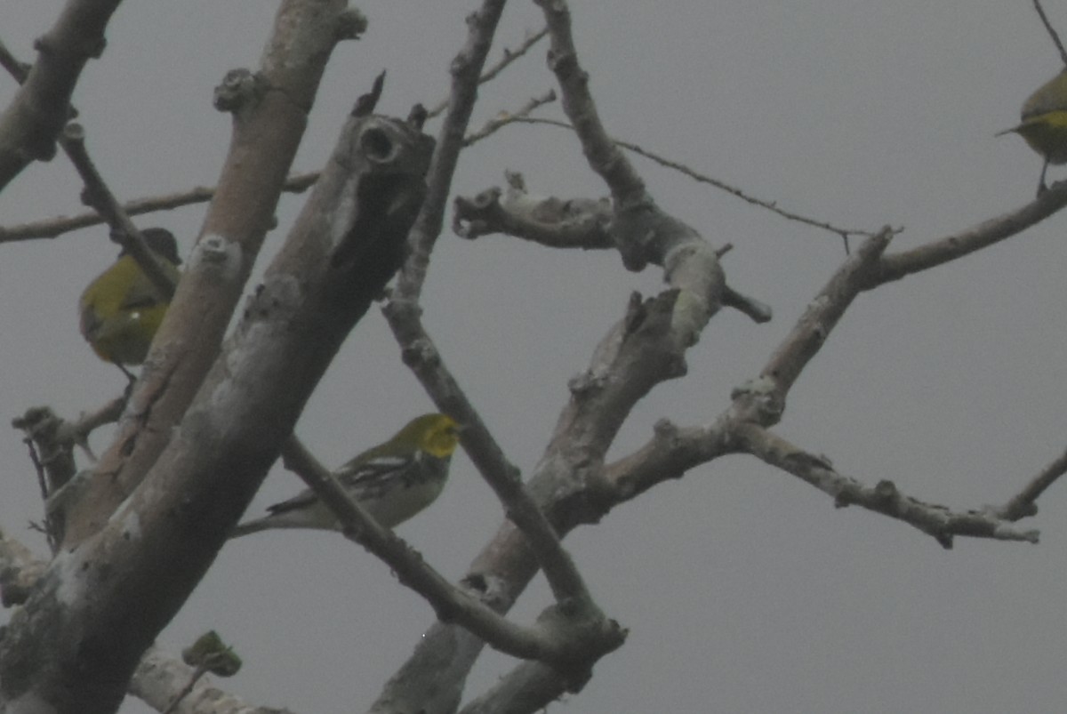 Black-throated Green Warbler - ML610005172