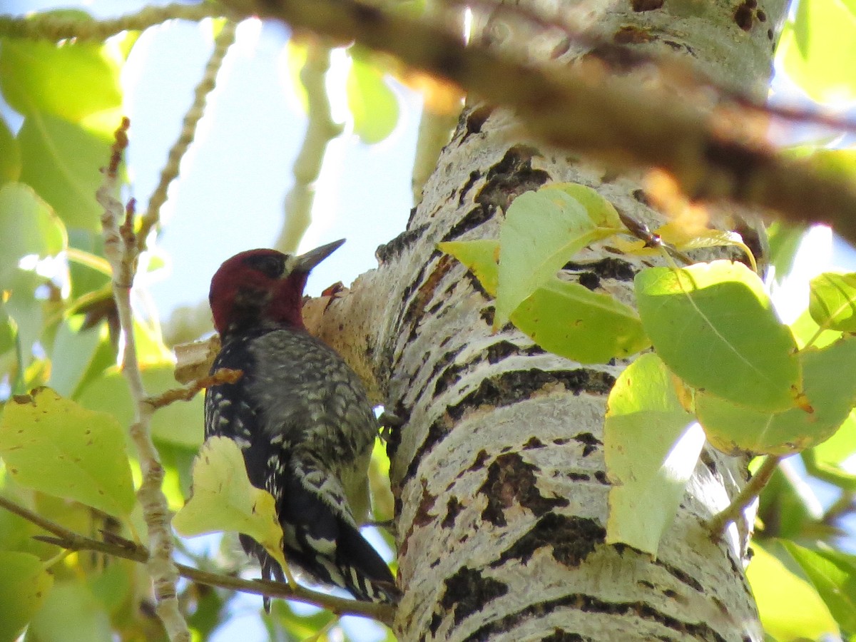 Red-breasted Sapsucker - ML610005281