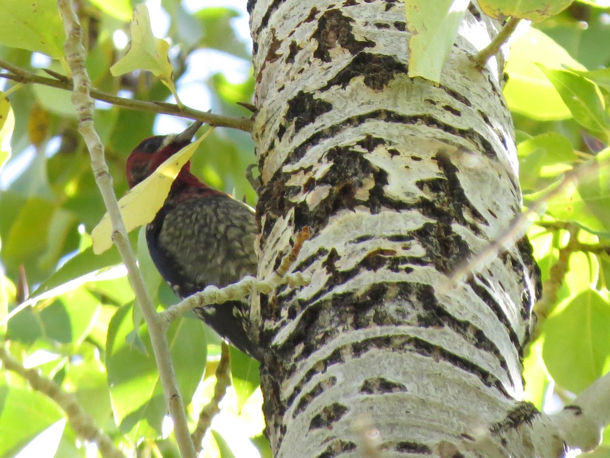 Red-breasted Sapsucker - ML610005296
