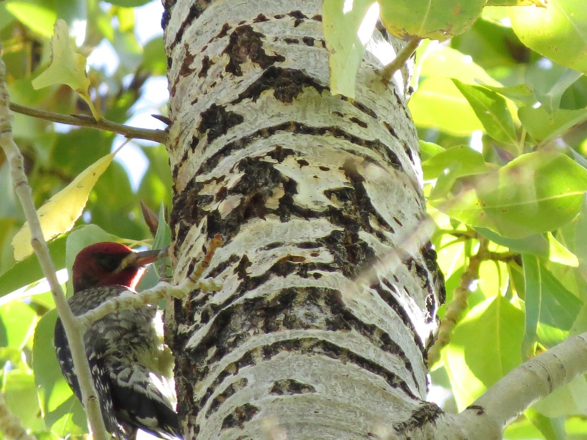 Red-breasted Sapsucker - ML610005319