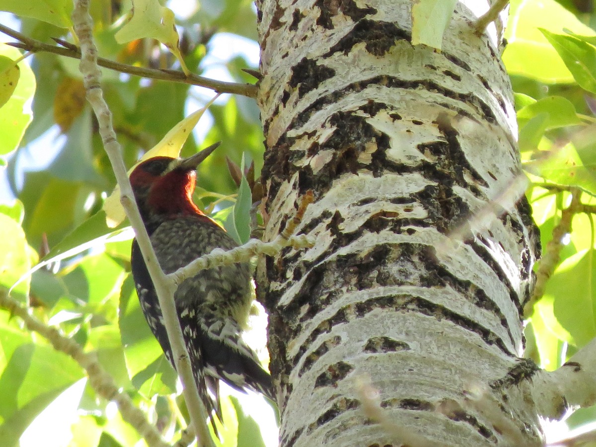 Red-breasted Sapsucker - ML610005327
