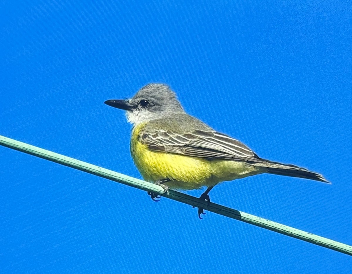 eBird Checklist 15 Oct 2023 Tropical Kingbird stakeout 10 species