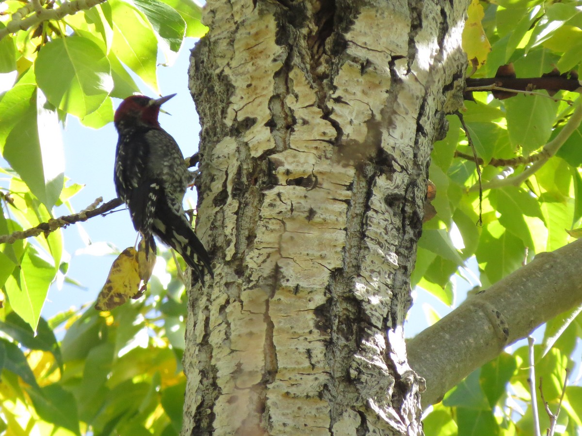Red-breasted Sapsucker - ML610005560