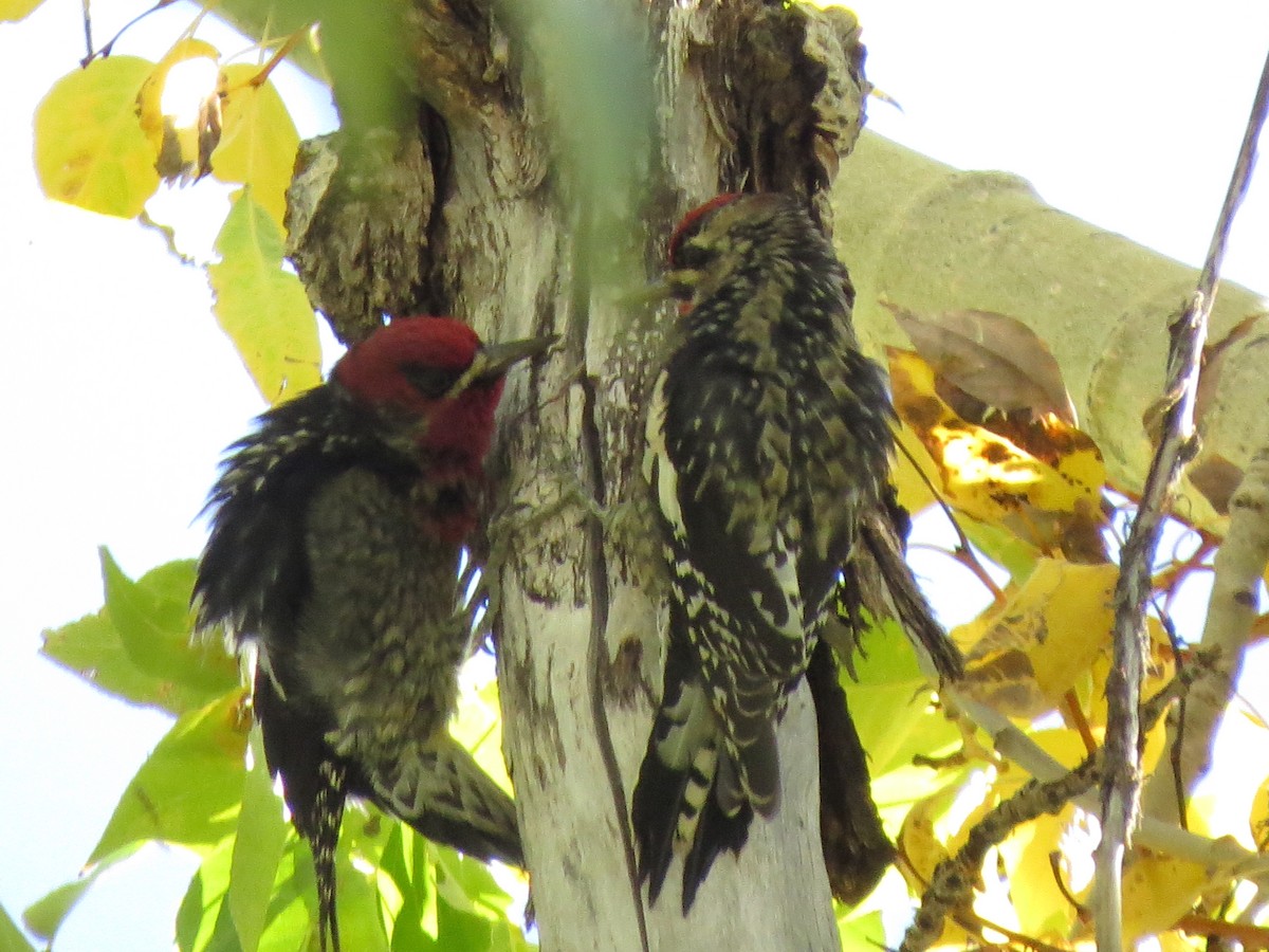 Red-breasted Sapsucker - ML610005598