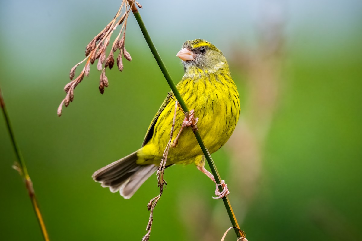 Forest Canary - ML610005654