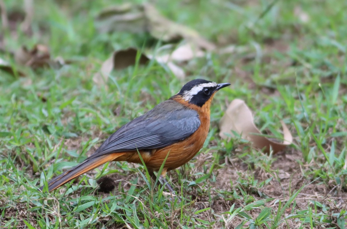 White-browed Robin-Chat - ML610006255