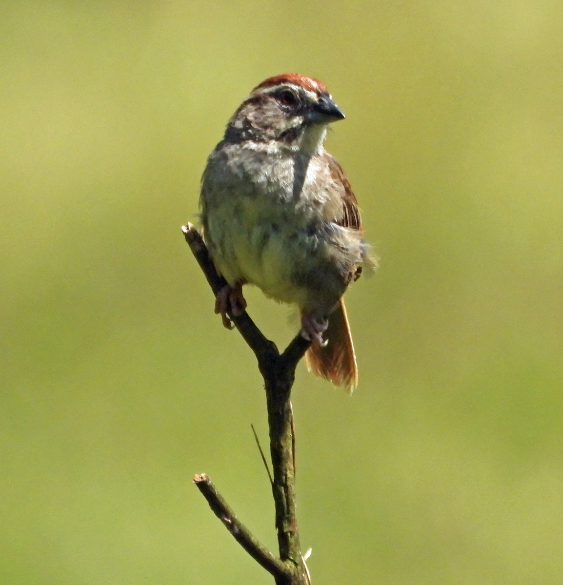Rusty Sparrow - Danilo Moreno