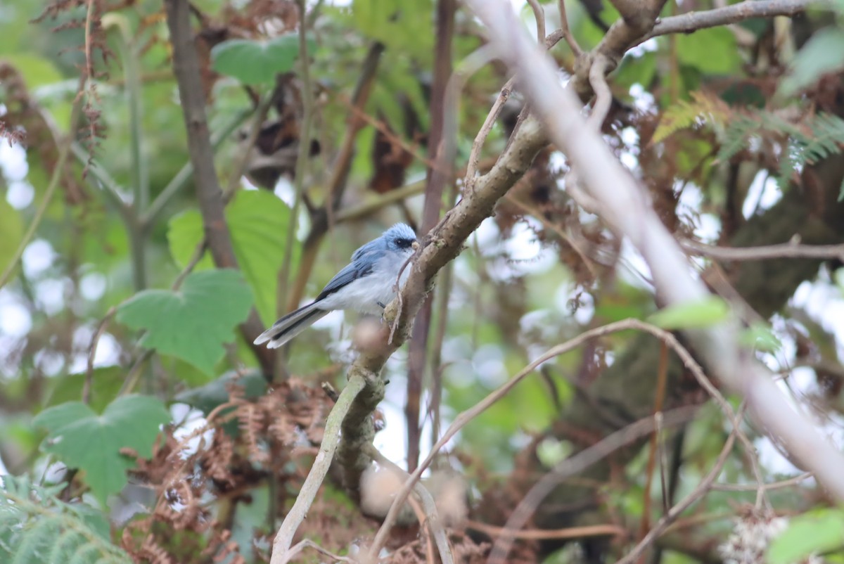 White-tailed Blue Flycatcher - Thomas Plath