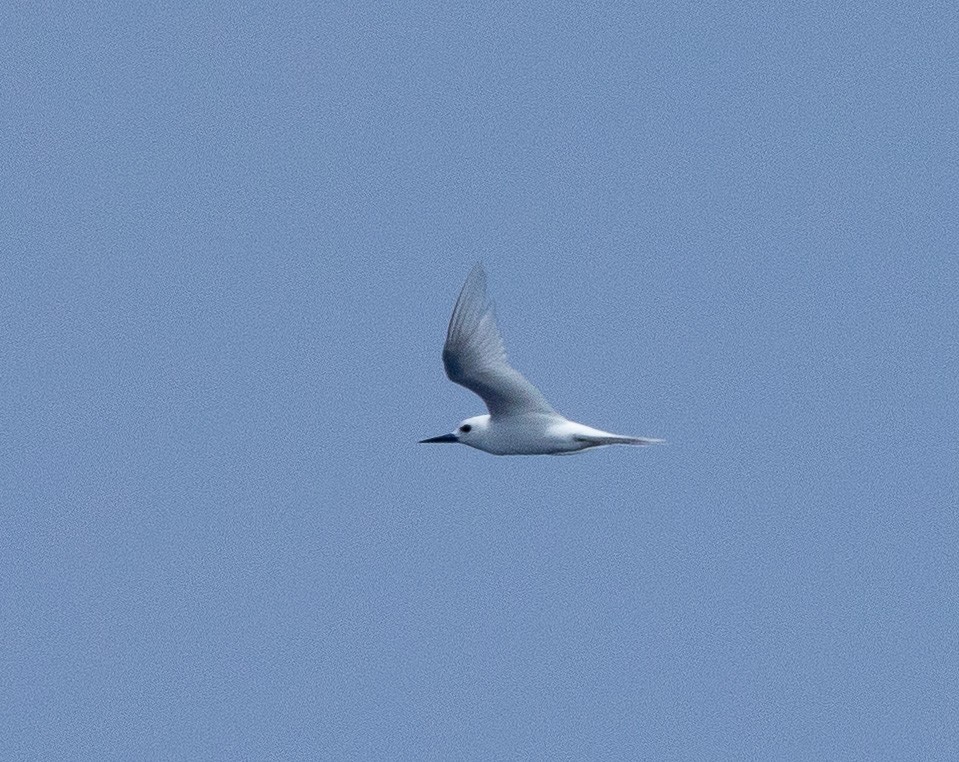 White Tern - ML610006380