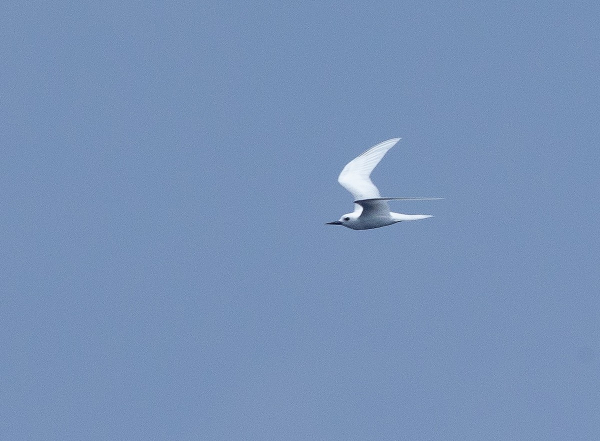 White Tern - ML610006382