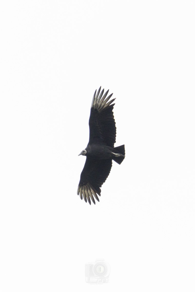 Black Vulture - ML610006390