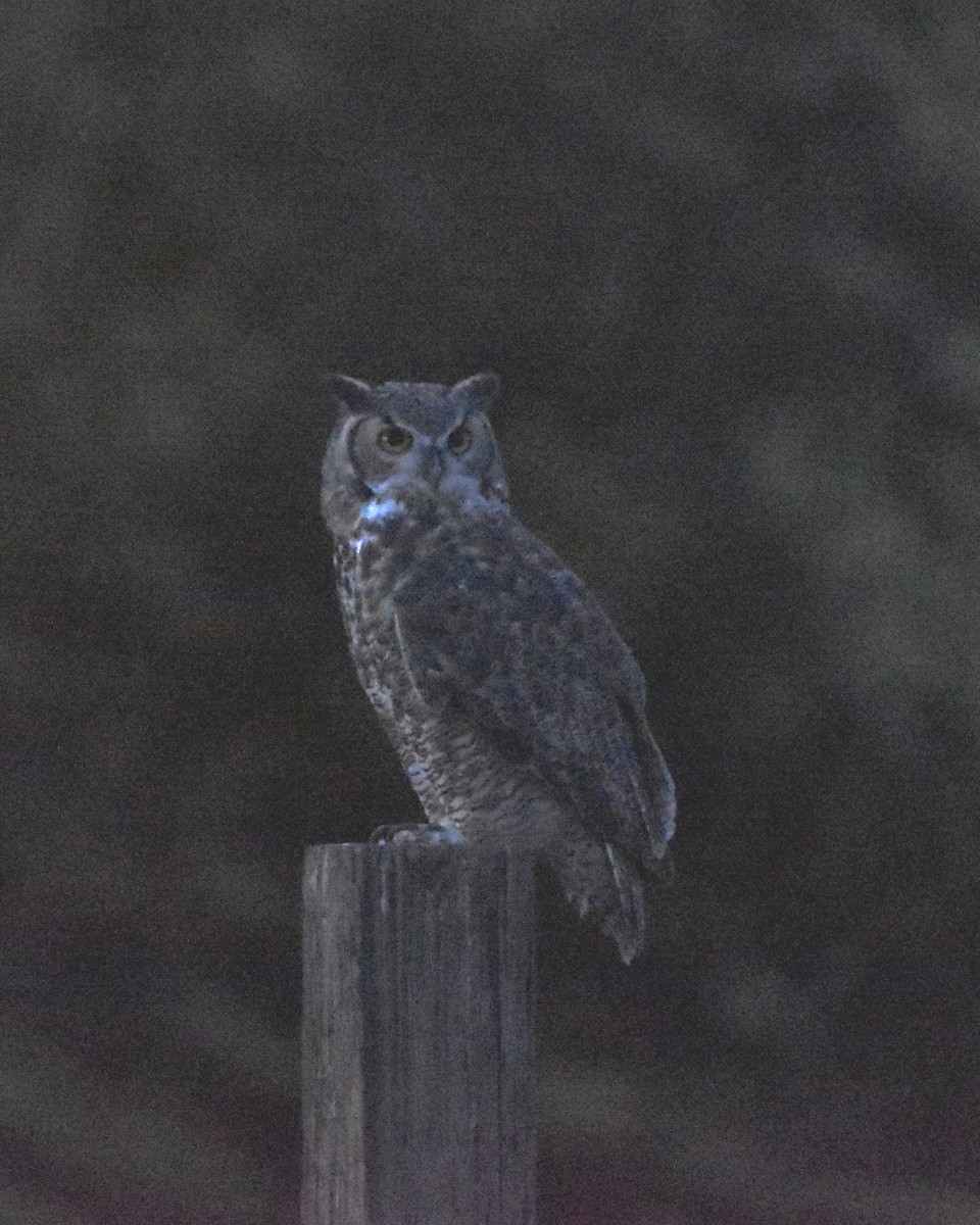 Great Horned Owl - ML610006512
