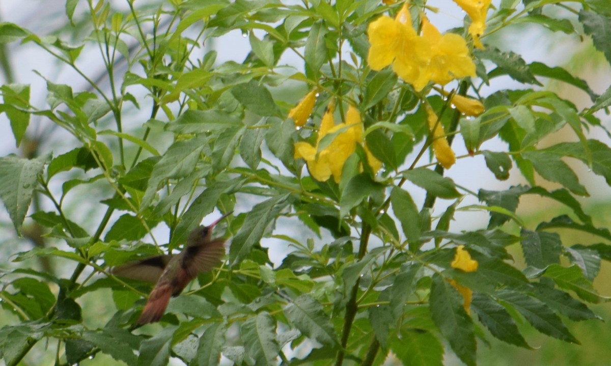 kolibřík ryšavý - ML610006735