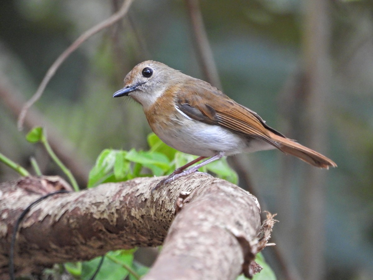 Fulvous-chested Jungle Flycatcher - ML610006894