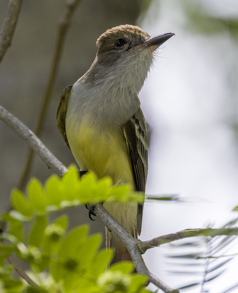 Brown-crested Flycatcher (South American) - ML610007108