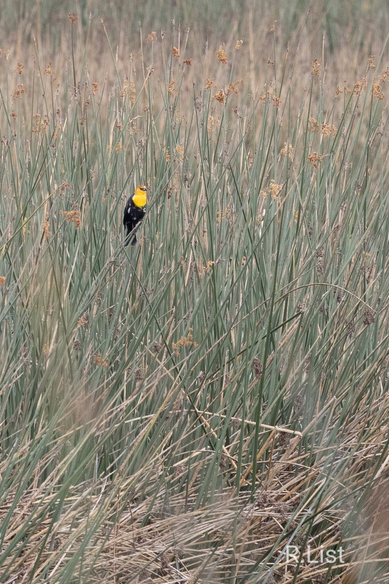 Yellow-headed Blackbird - ML610007385