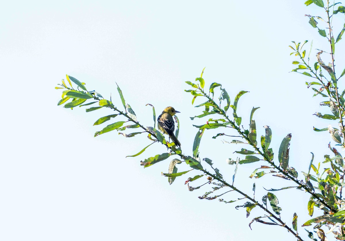 Orchard Oriole - ML610007417