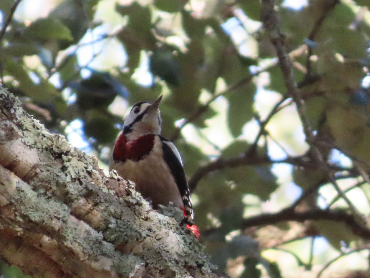 Great Spotted Woodpecker - ML610007595