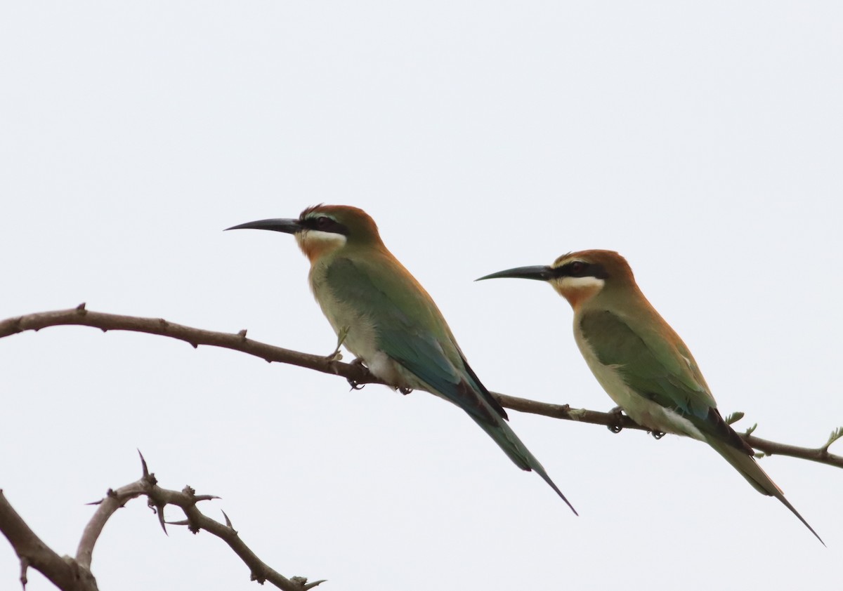Madagascar Bee-eater - ML610007719