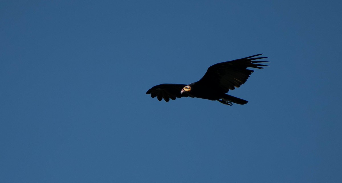 Greater Yellow-headed Vulture - ML610008153