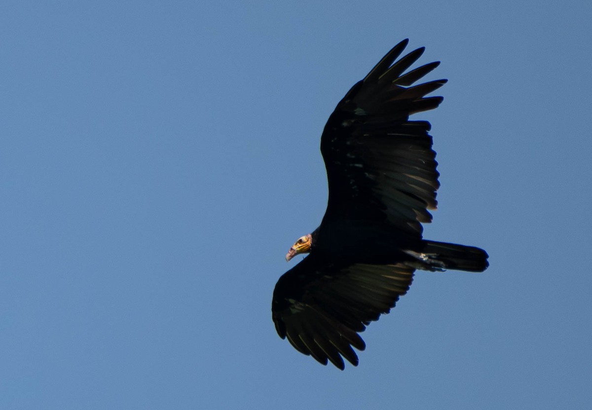 Greater Yellow-headed Vulture - ML610008159