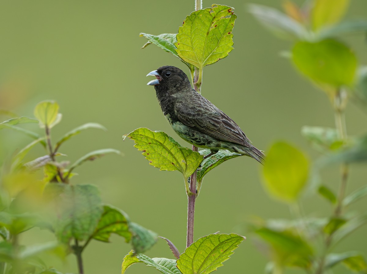 Yellow-bellied Seedeater - ML610008462