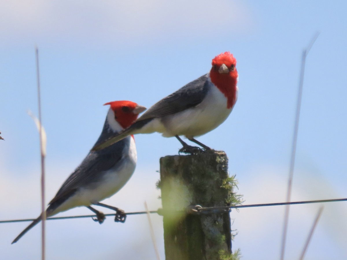 Red-crested Cardinal - ML610008552