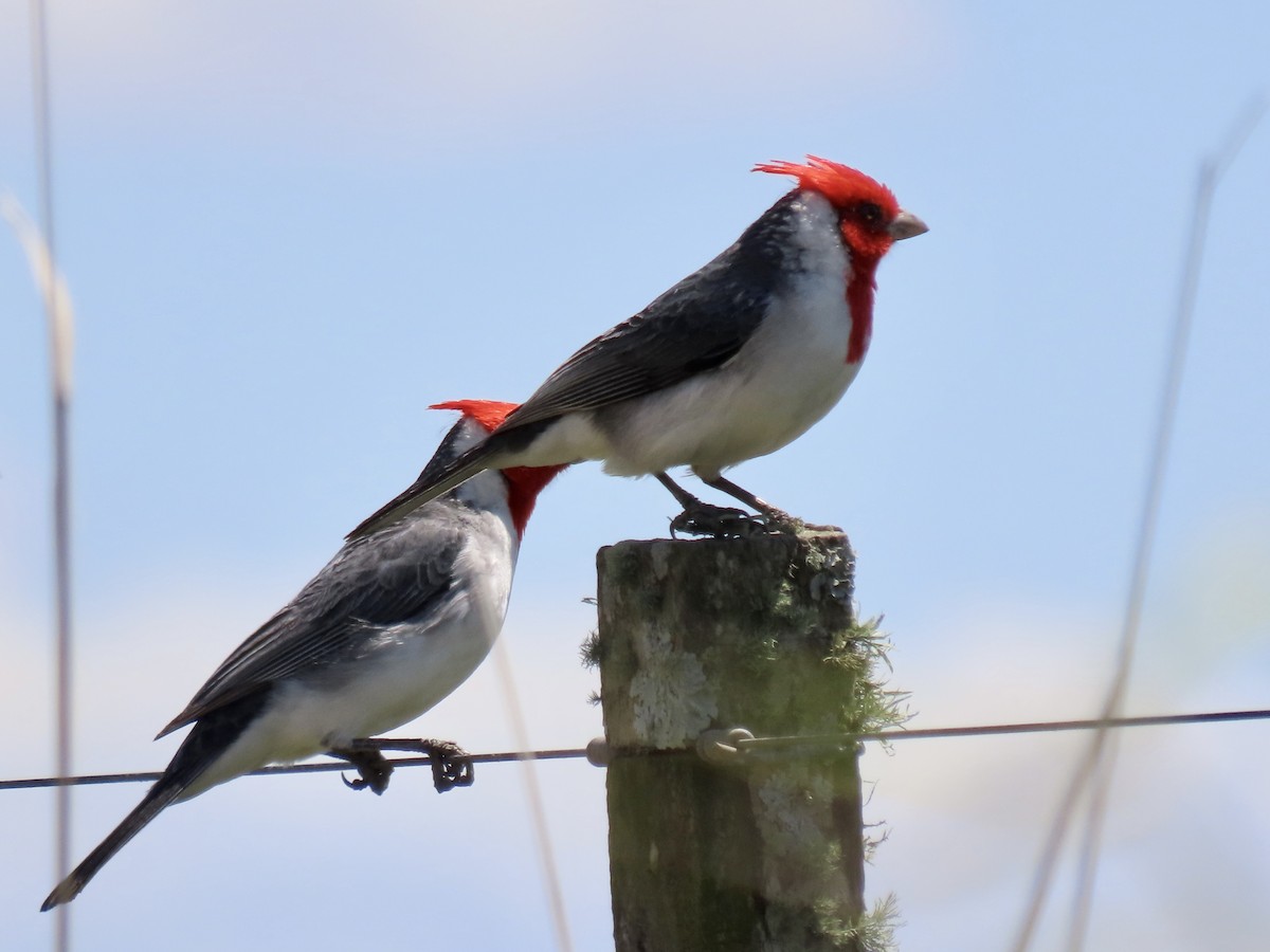 Red-crested Cardinal - ML610008553
