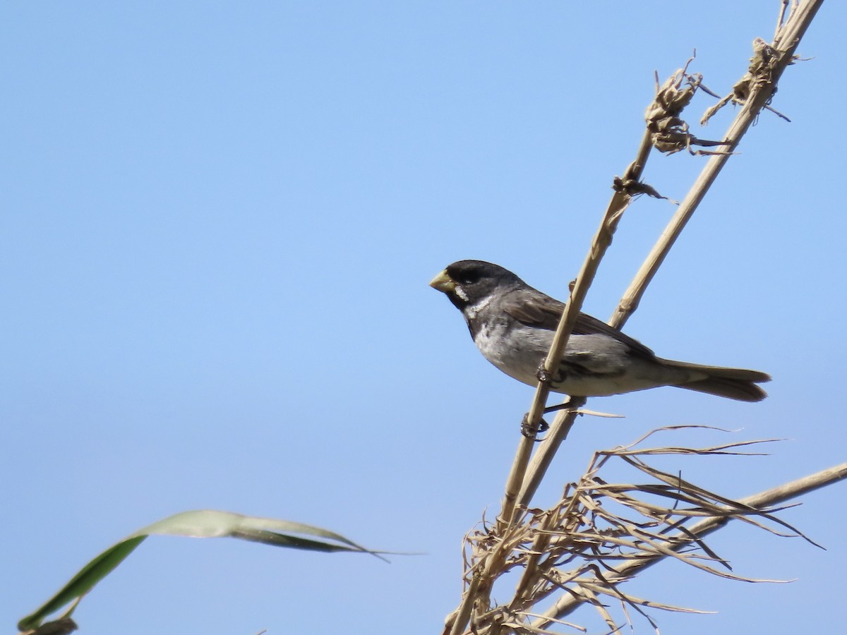 Double-collared Seedeater - ML610008688