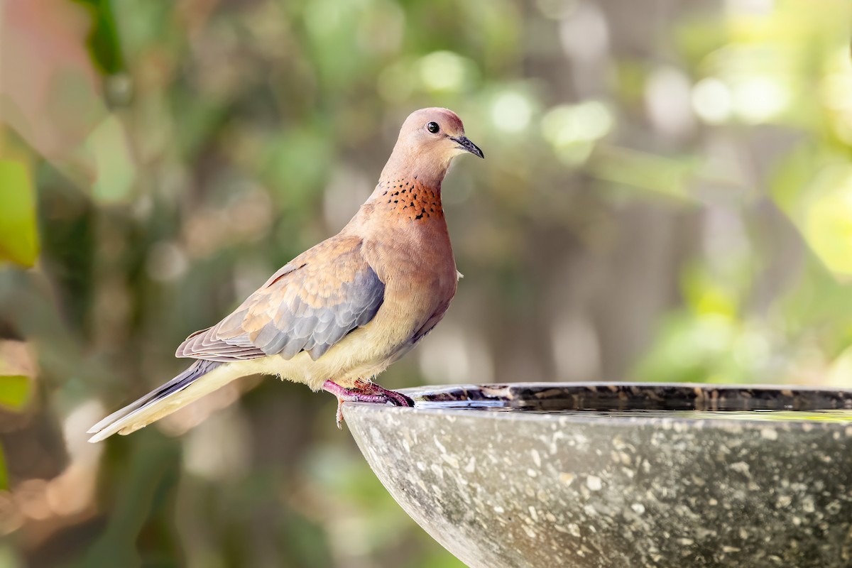 Laughing Dove - ML610008865