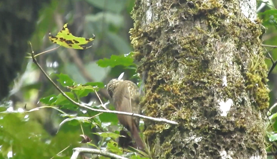 Spotted Woodcreeper - ML610008883
