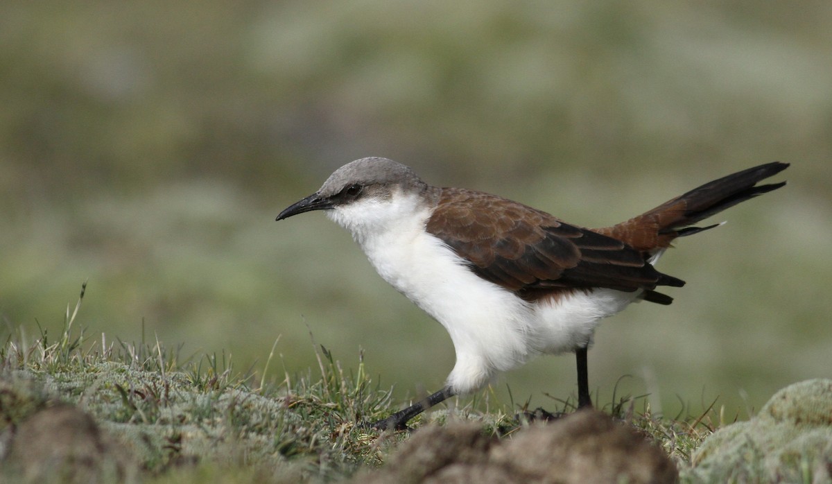 White-bellied Cinclodes - ML61000891