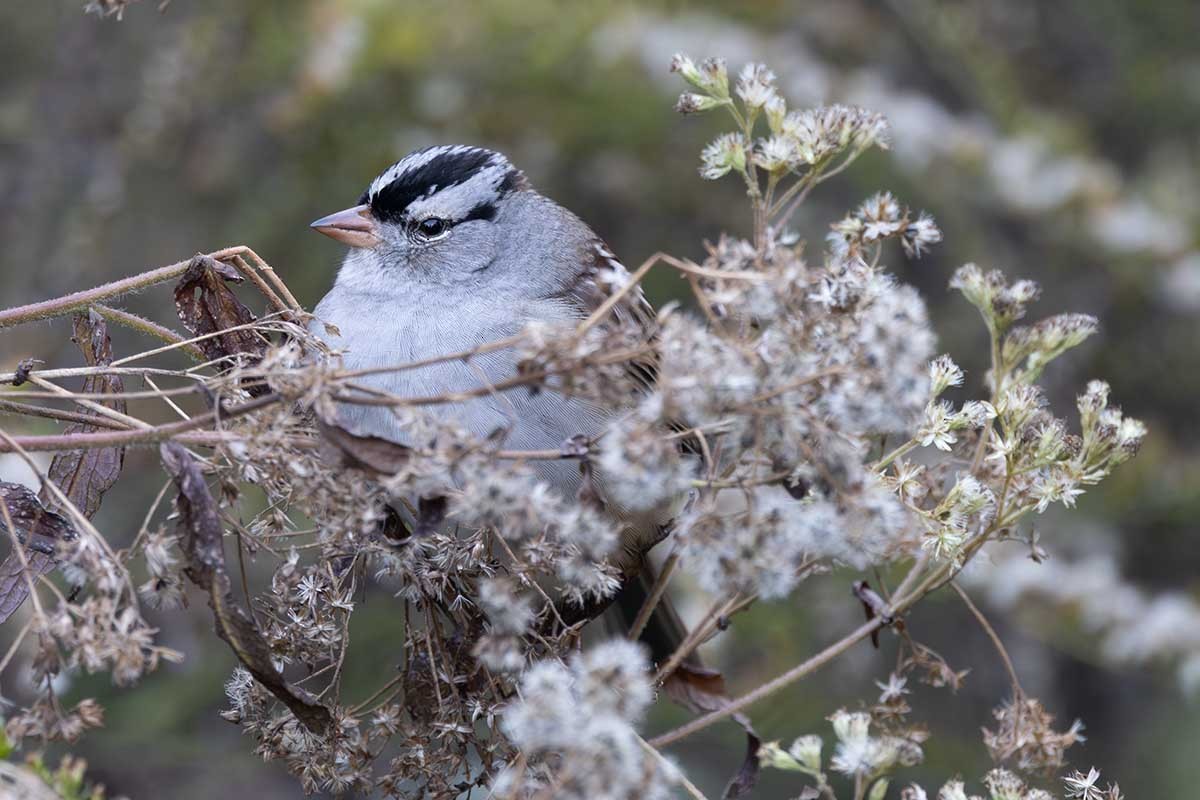White-crowned Sparrow - D. Bruce Yolton