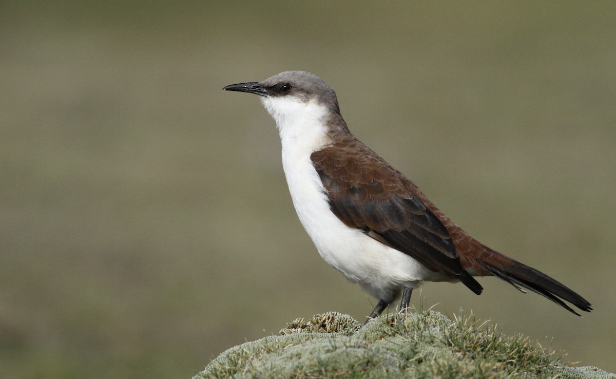 White-bellied Cinclodes - ML61000921